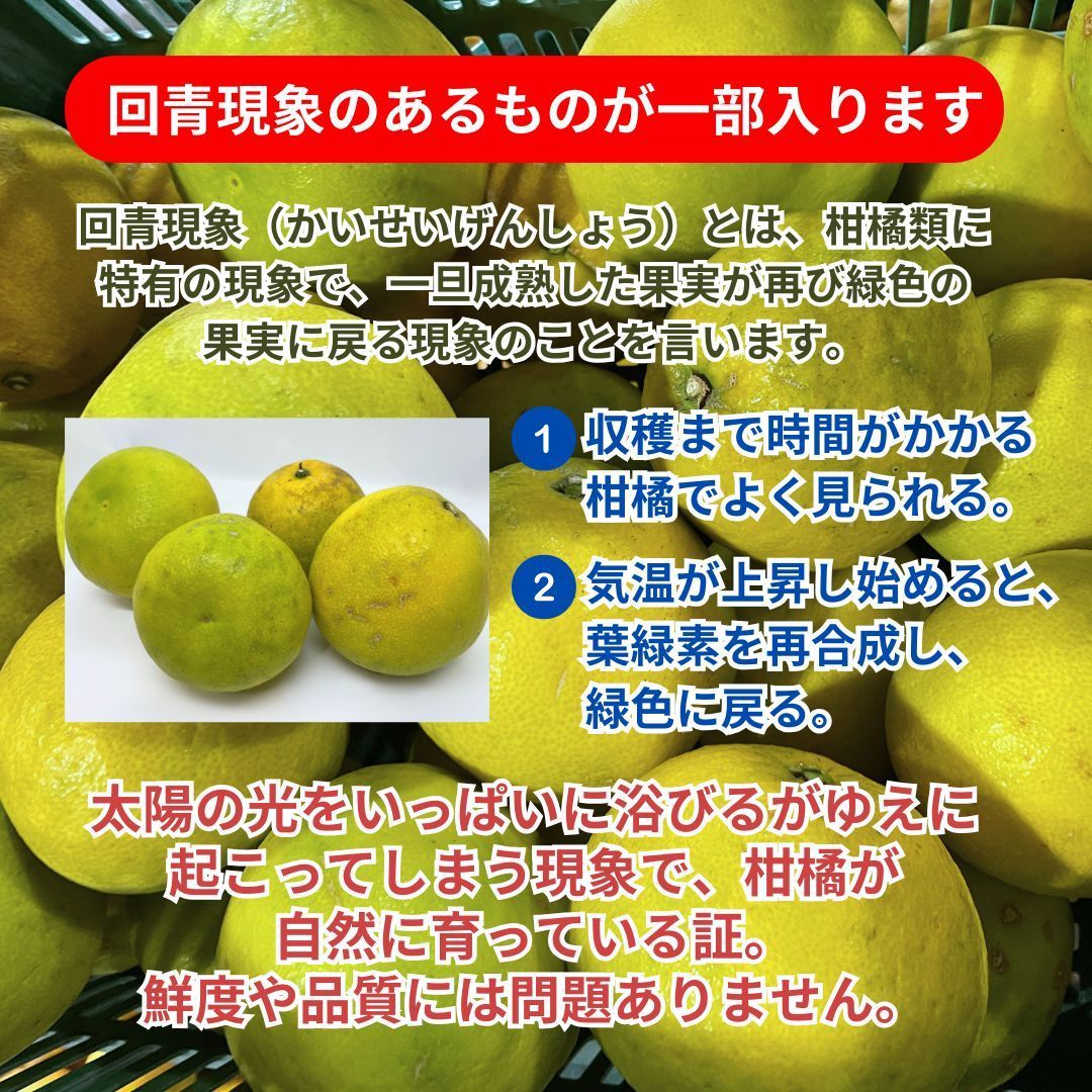 【訳あり】河内晩柑　みしょうゴールド　１０ｋｇ