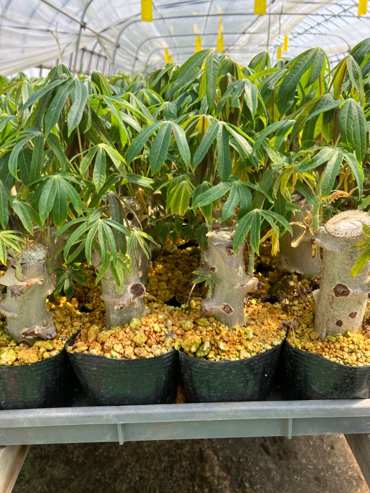cassavaキャッサバの苗１００本 キャッサバ 苗 15本 Cassava Mandioca Yucca タピオカ tapioca3