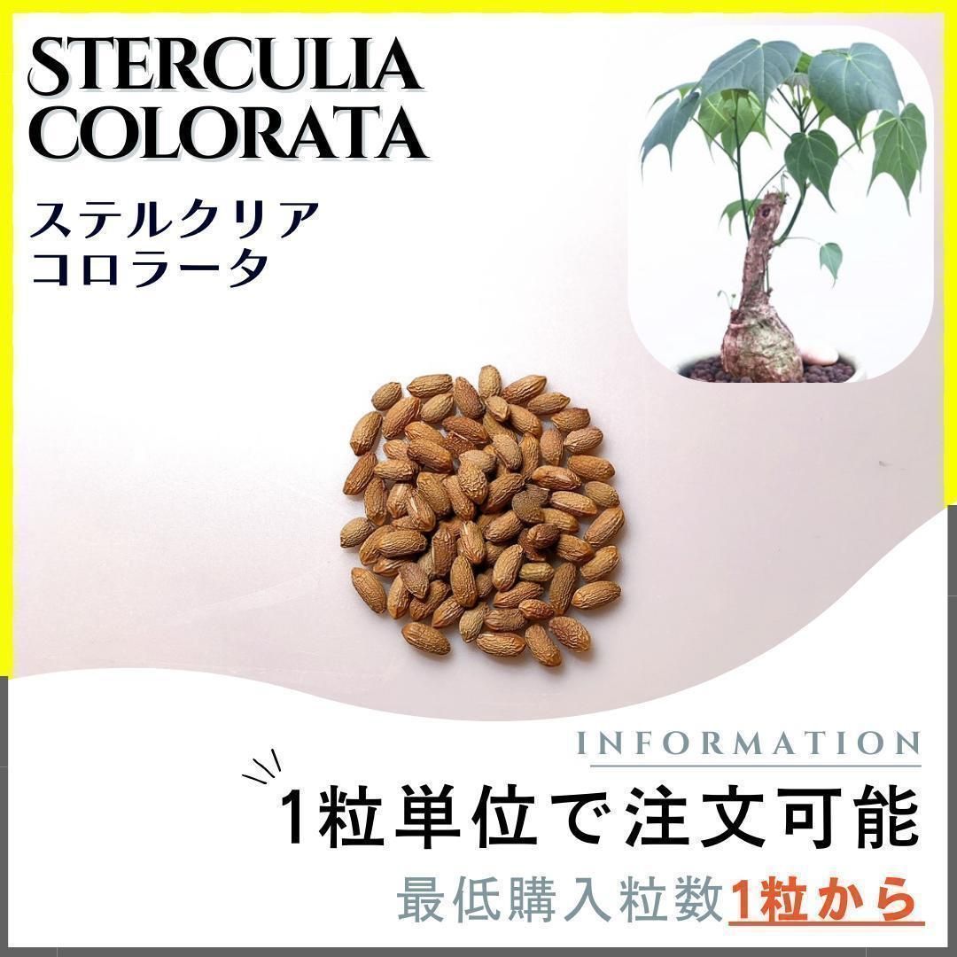 【種子】ステルクリア コロラータ /セット割あり 数量1粒から購入OK