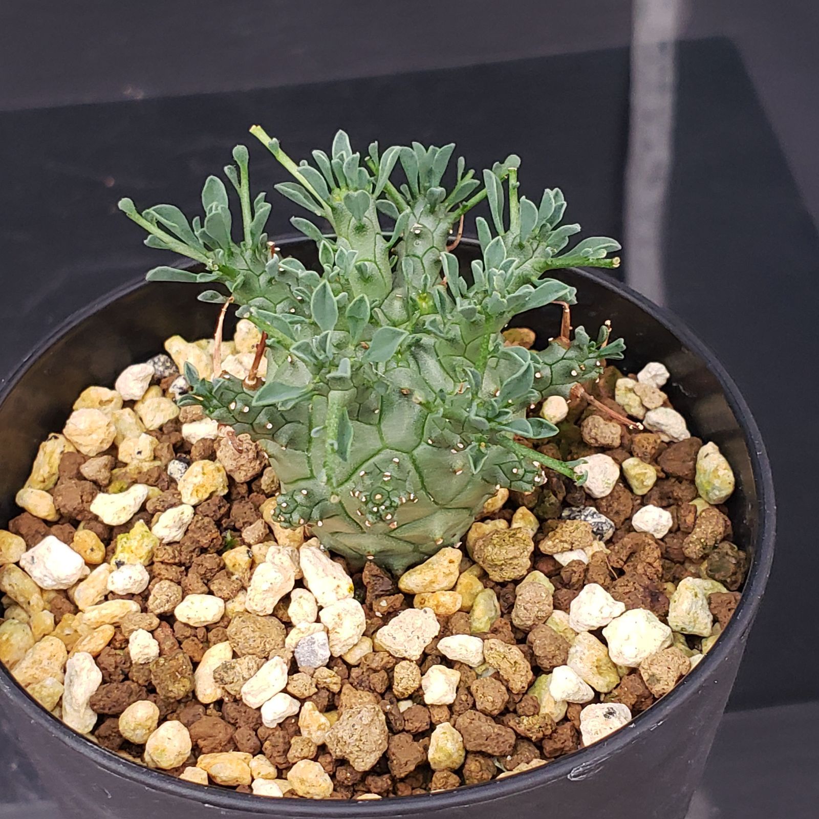 R224【自社養生株】ユーフォルビア モラティ（現地球・発根株・鉢植え