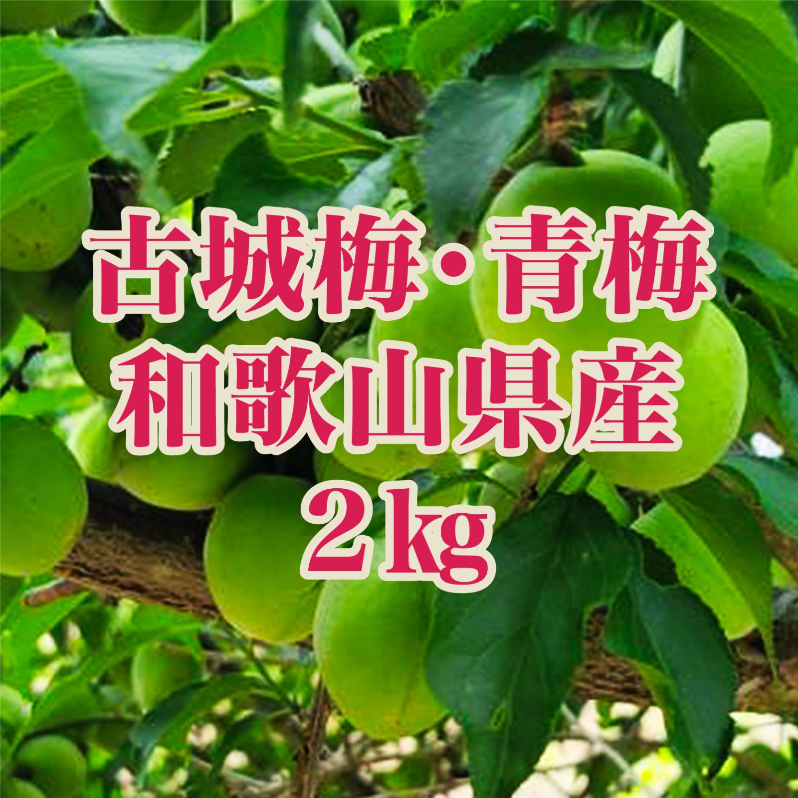 古城梅 2㎏ 和歌山県産 青梅 こじろ梅 梅シロップ用 梅ジュース