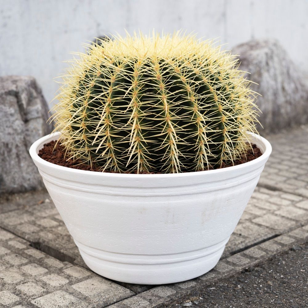 11号サイズ】陶器鉢 金鯱 サボテン 特大 ドライガーデン 金シャチ