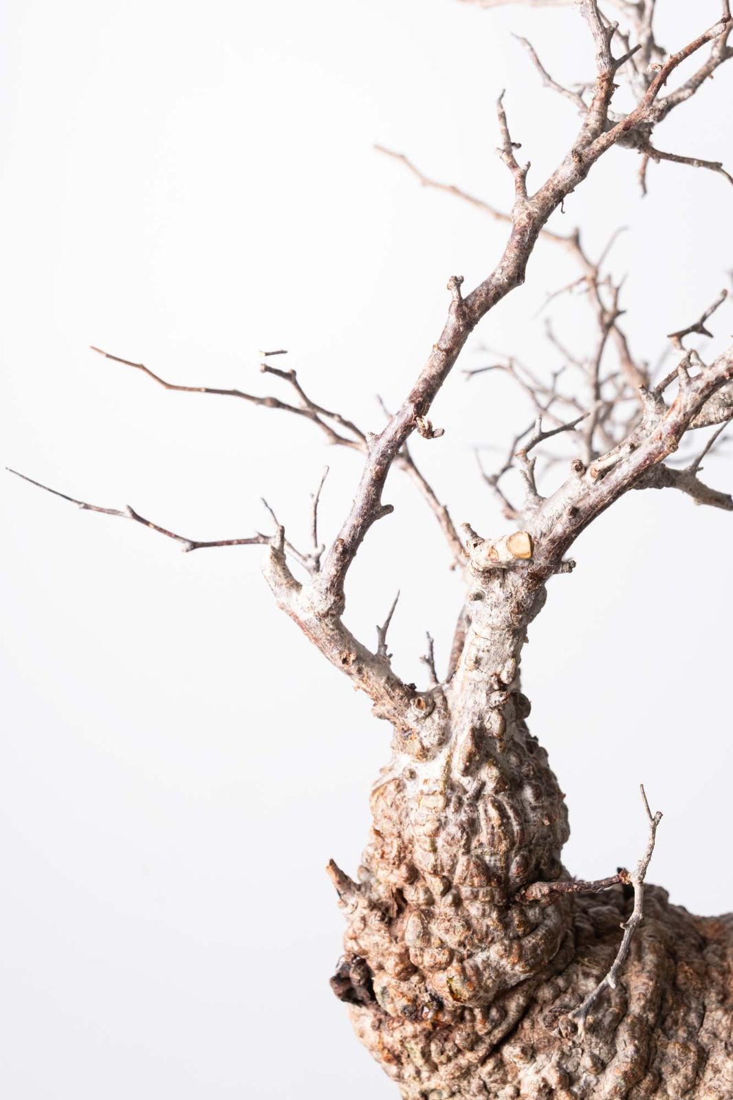 CP68　オペルクリカリア パキプス ベアルート株 MP114 オペルクリカリア パキプス コーデックス ベアルート株 CP68