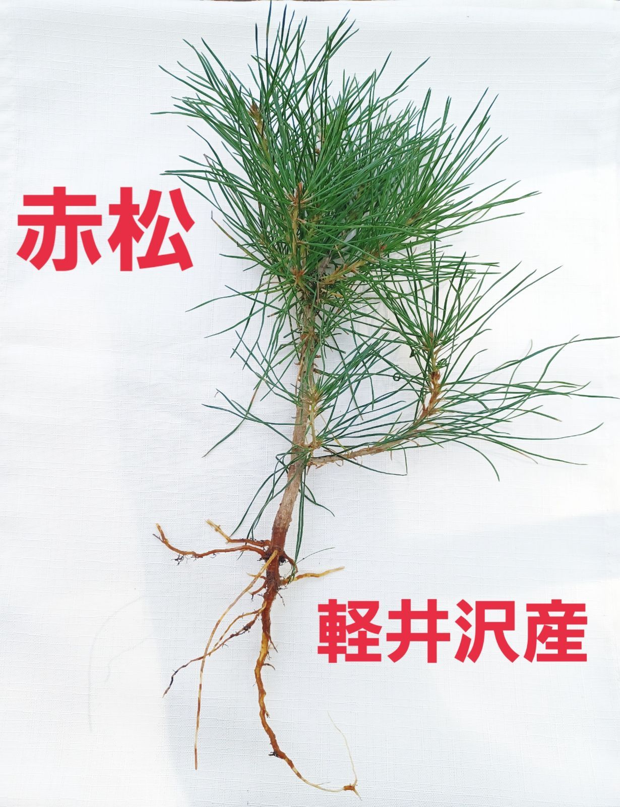 HACO MAME 盆栽栽培セット / 赤松 | TSUGi -made & select- | 盆栽 赤松 | Yeqnri