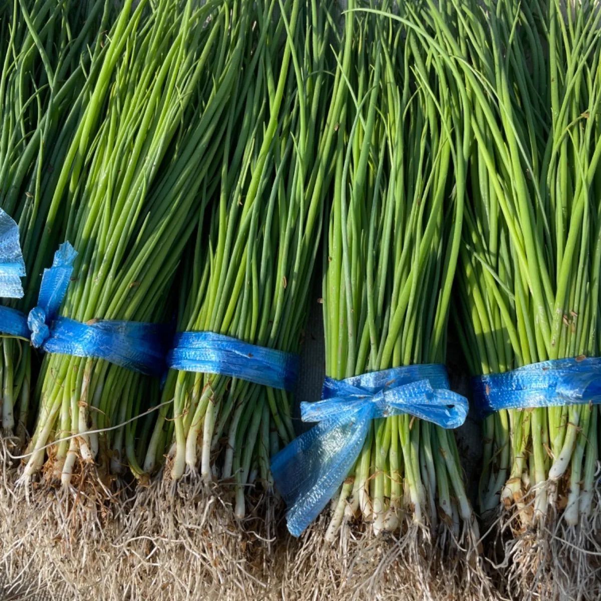ネオアース玉ねぎ苗100本｜中晩生・3月まで貯蔵可能！- メルカリ