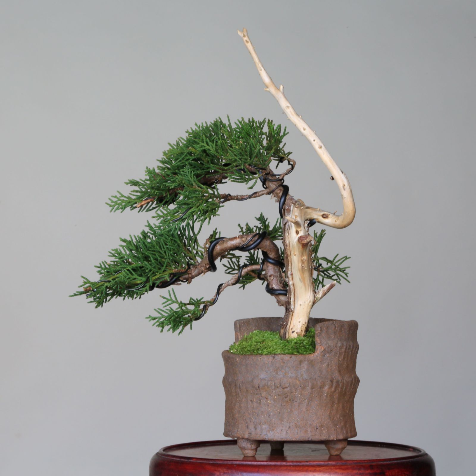 盆栽/山採り真柏(糸魚川)/小品盆栽/文人/松柏盆栽/ジン/シャリ
