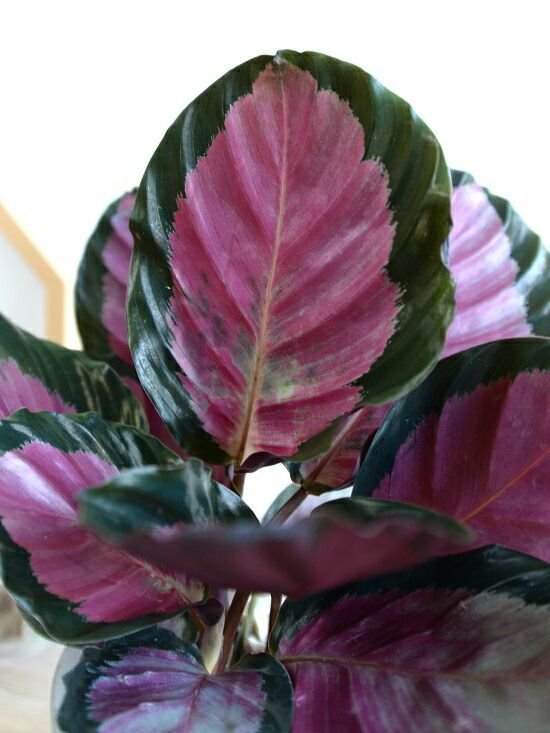 カラテア ロセオピクタ（ロージー） セメント シリンダー型 陶器鉢 鉢植え 鉢 苗 苗木 観葉植物 送料無料 灰色 灰 グレー ね