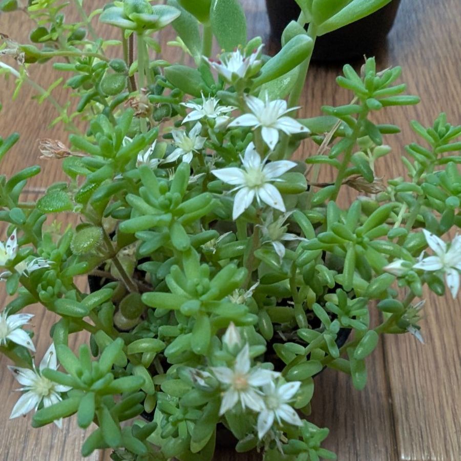 セダム抜き苗a fit=scale-down,w=1200