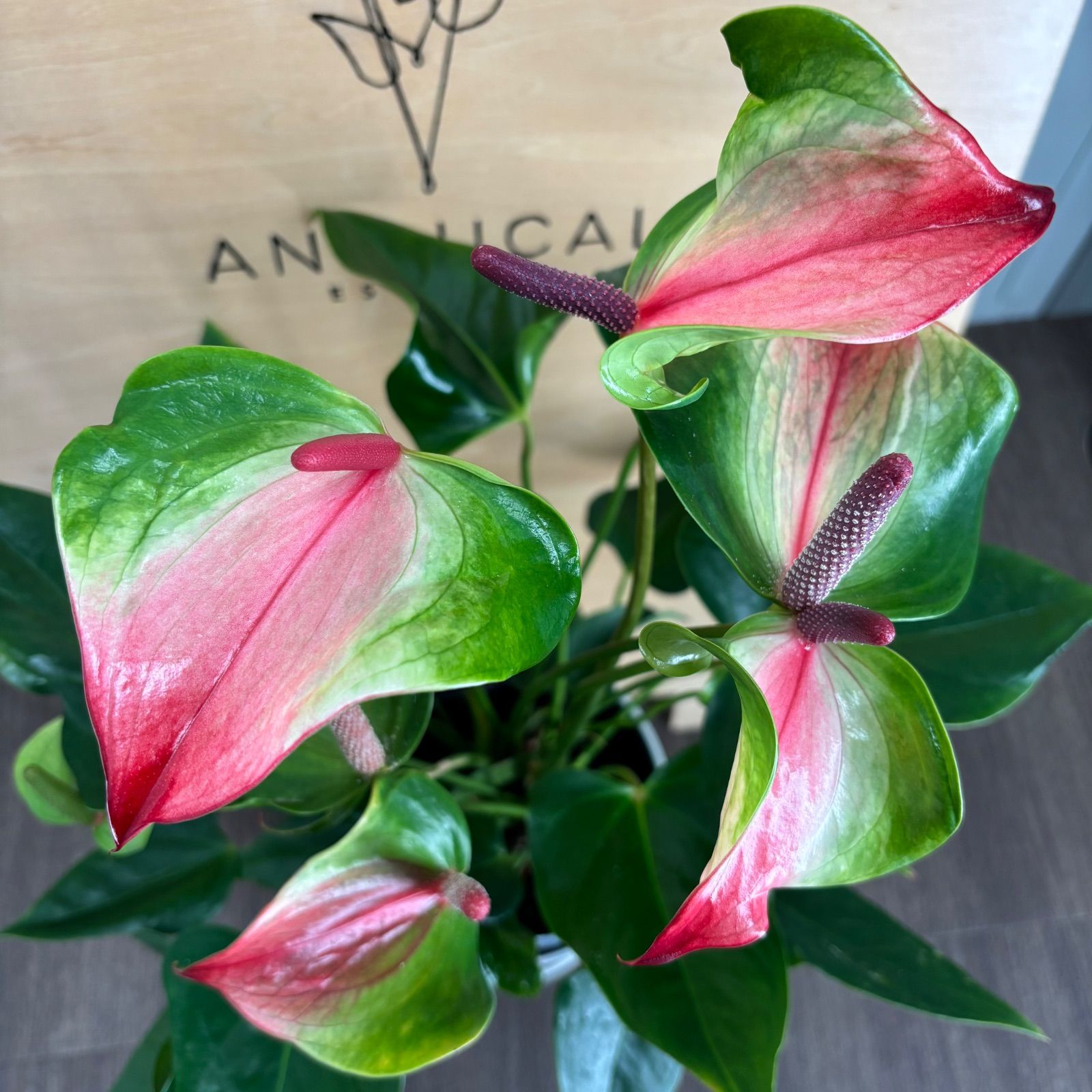 4鉢まとめ買い 陶器鉢 4鉢まとめ買い sold out 楽天市場】4鉢の通販