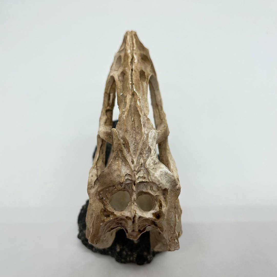 ティラノサウルス 頭骸骨 レプリカ インテリア 恐竜の化石 オブジェ 剥製 骨 白骨 動物 標本 オブジェ 置物 レックス 彫刻 本格 レックス am
