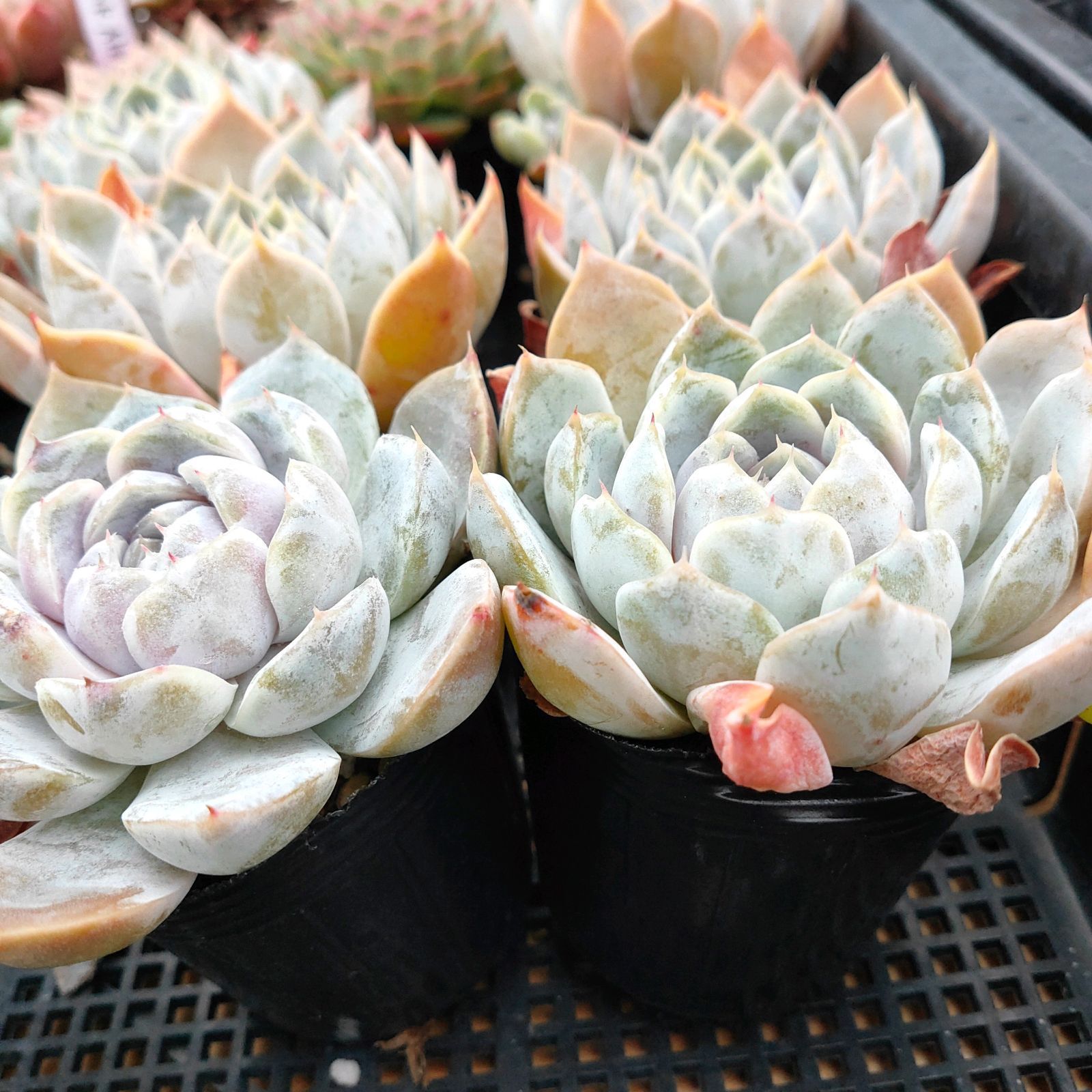 おまとめ中！39SALE！多肉植物^o^   スノーバニー 楽天市場】【当店農場生産】○多肉植物 エケベリア スノーバニー