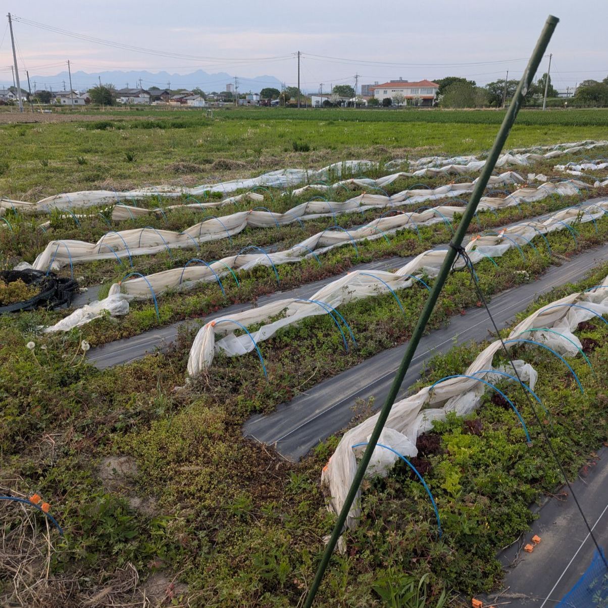 群馬県産ベビーリーフ kota's Baby Leaf 50g x 4袋 - メルカリ