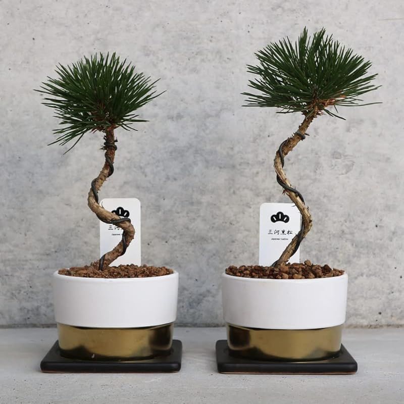 thunbergia マツ科クロマツ属