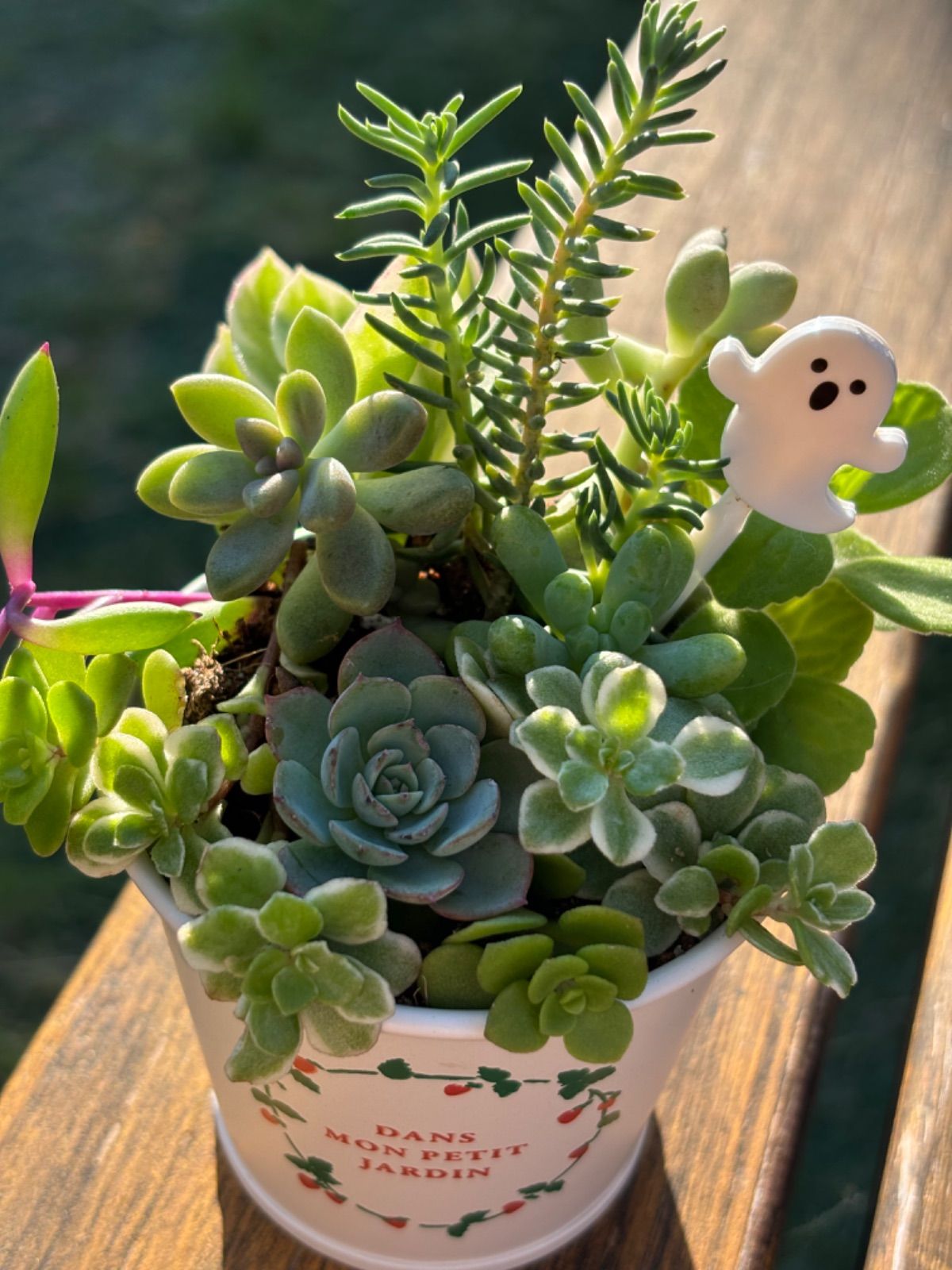 多肉植物＊寄せ植え＊ストロベリー柄鉢＊そのまま飾れる⭐︎ハロウィン 