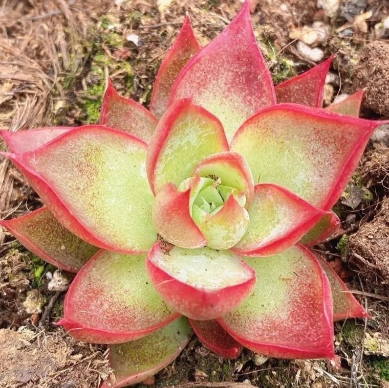 3株の抜き苗セット】けいこうのせんにょ 多肉植物 佐川急便発送