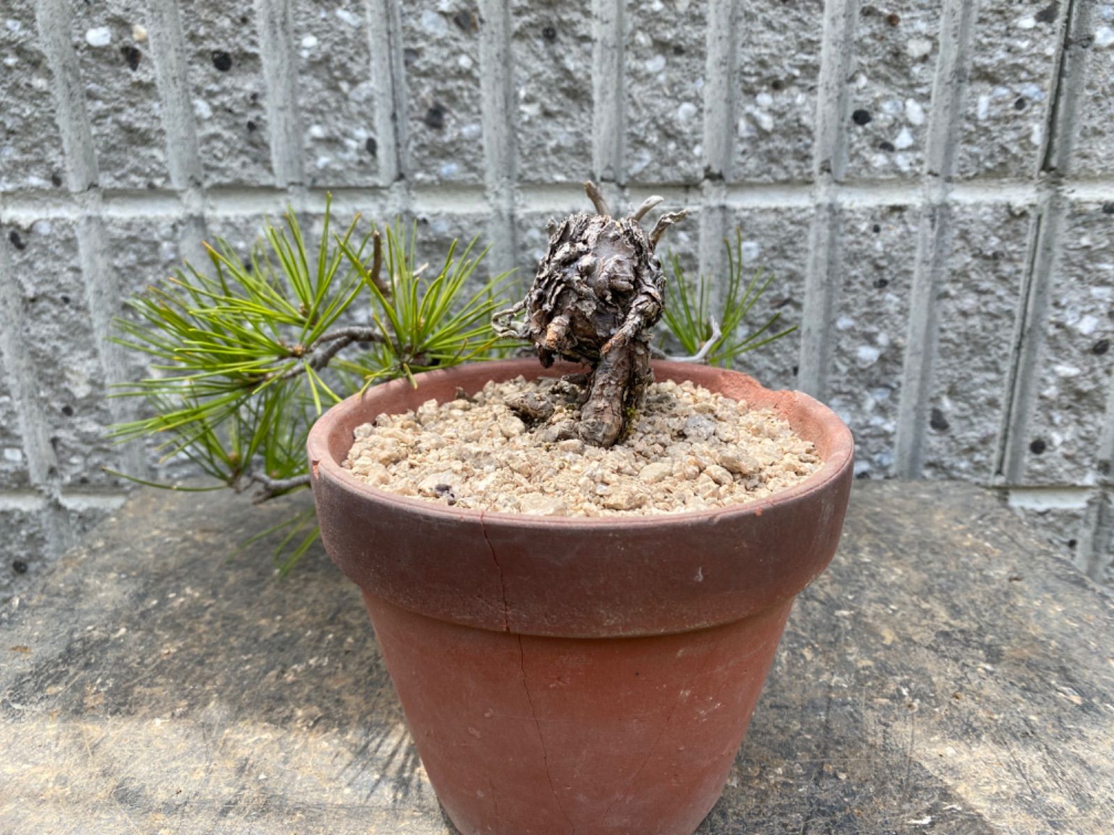 園芸