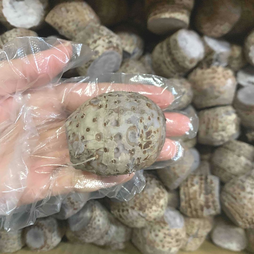 メルカリshops 沖縄産 田芋 タイモ 500g 小玉 冷蔵便 メルカリshops 沖縄産 田芋 タイモ 500g 小玉 冷蔵便