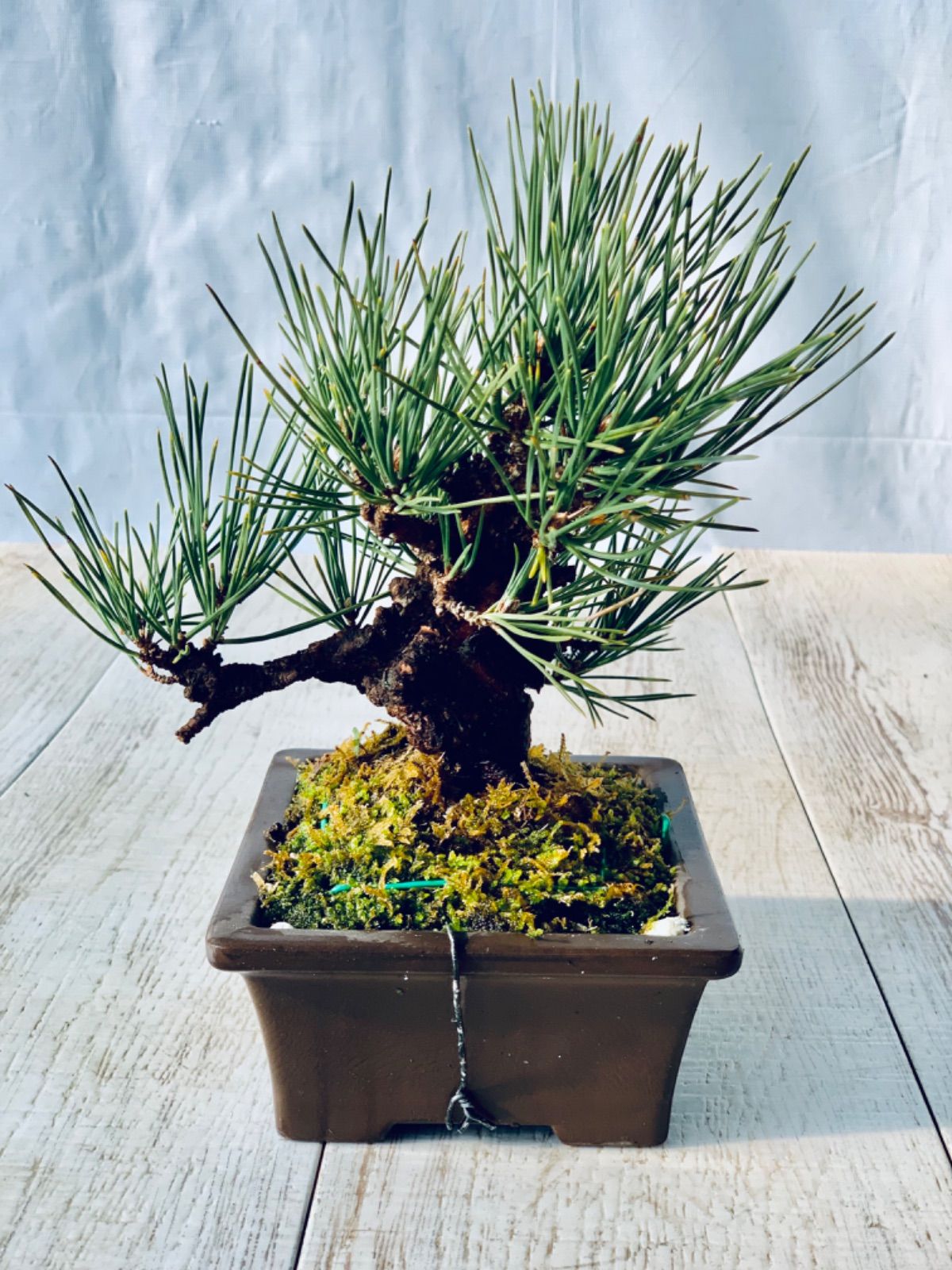 錦松 小品盆栽 にしきまつ 錦松（ニシキマツ） | Just boning