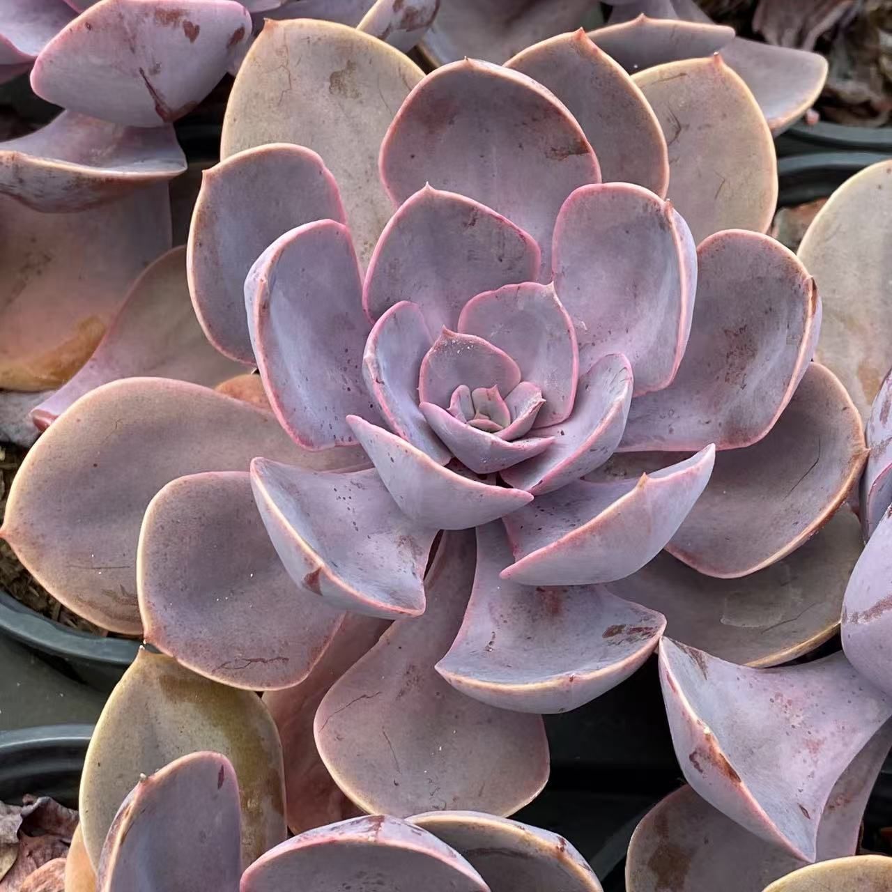 多肉植物 抜き苗 NEW❗️349多肉植物 ブルーベリー 抜き苗 寄せ植え 4苗セット