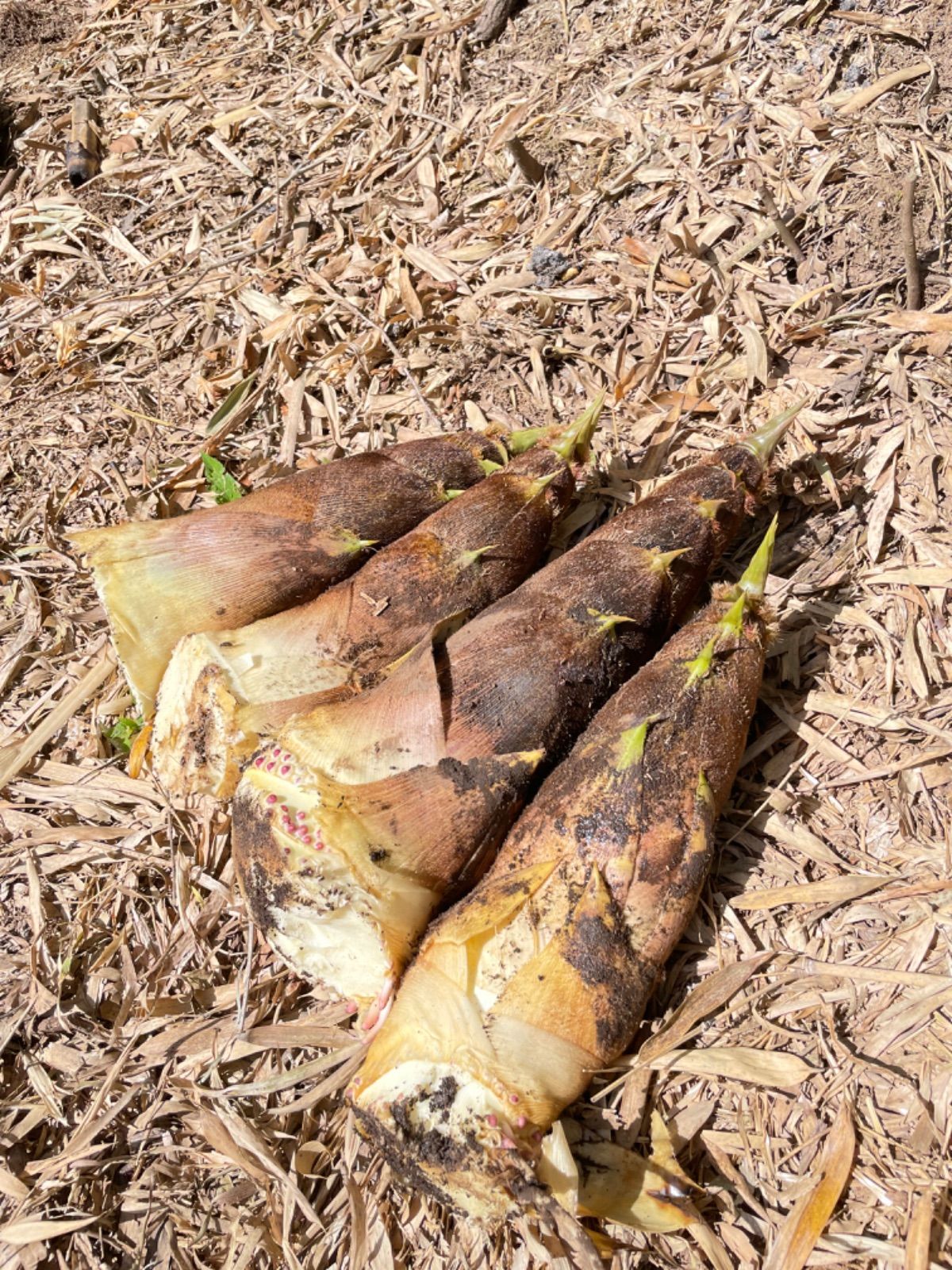 【8月限定価格】流しそうめん　5m 安全設計・天然竹の美しい見た目 8月限定価格】流しそうめん 5m 安全設計・天然竹の美しい見た目