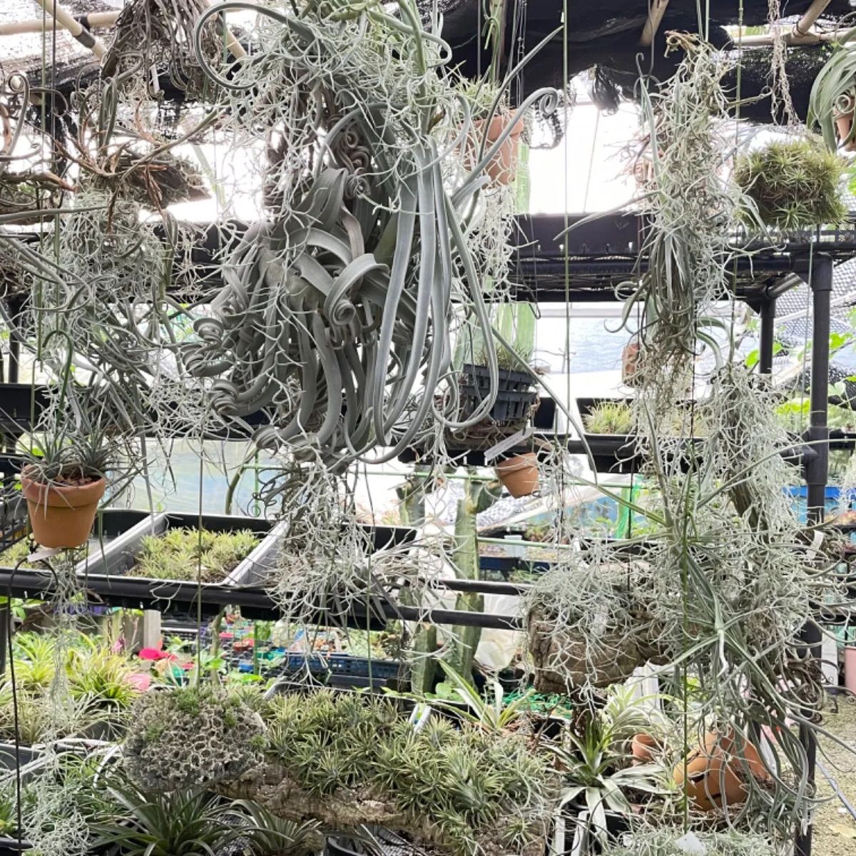 チランジア エリシー Tillandsia erici＊エアプランツ＠フラワー