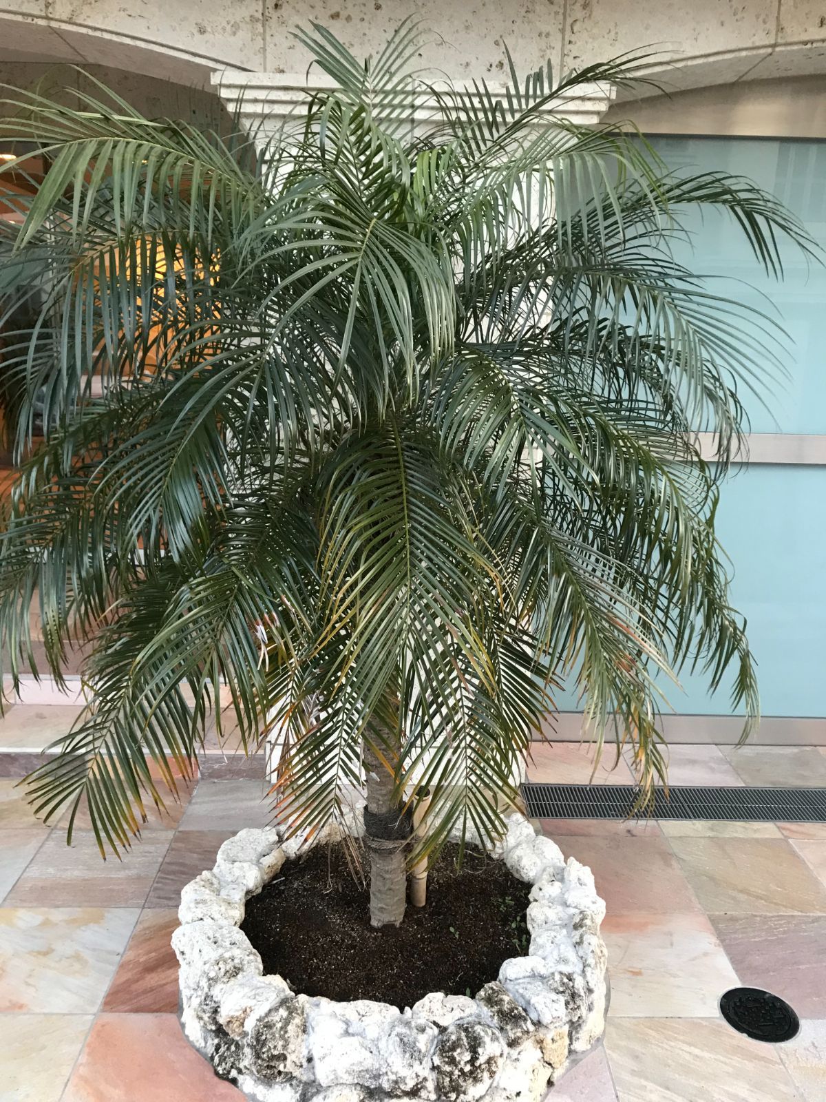 フェニックスロベレニー種（2,000粒） フェニックスロベレニー種（2,000粒） 【公式通販】