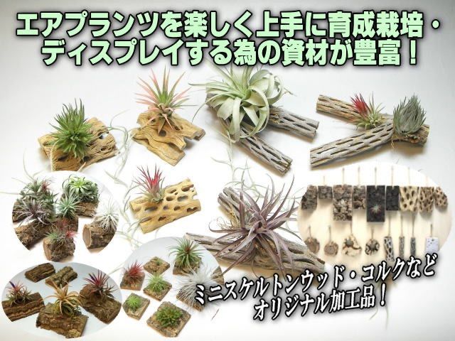 14φ×7]チランジア ドゥラティ Tillandsia duratii (ドュラティー