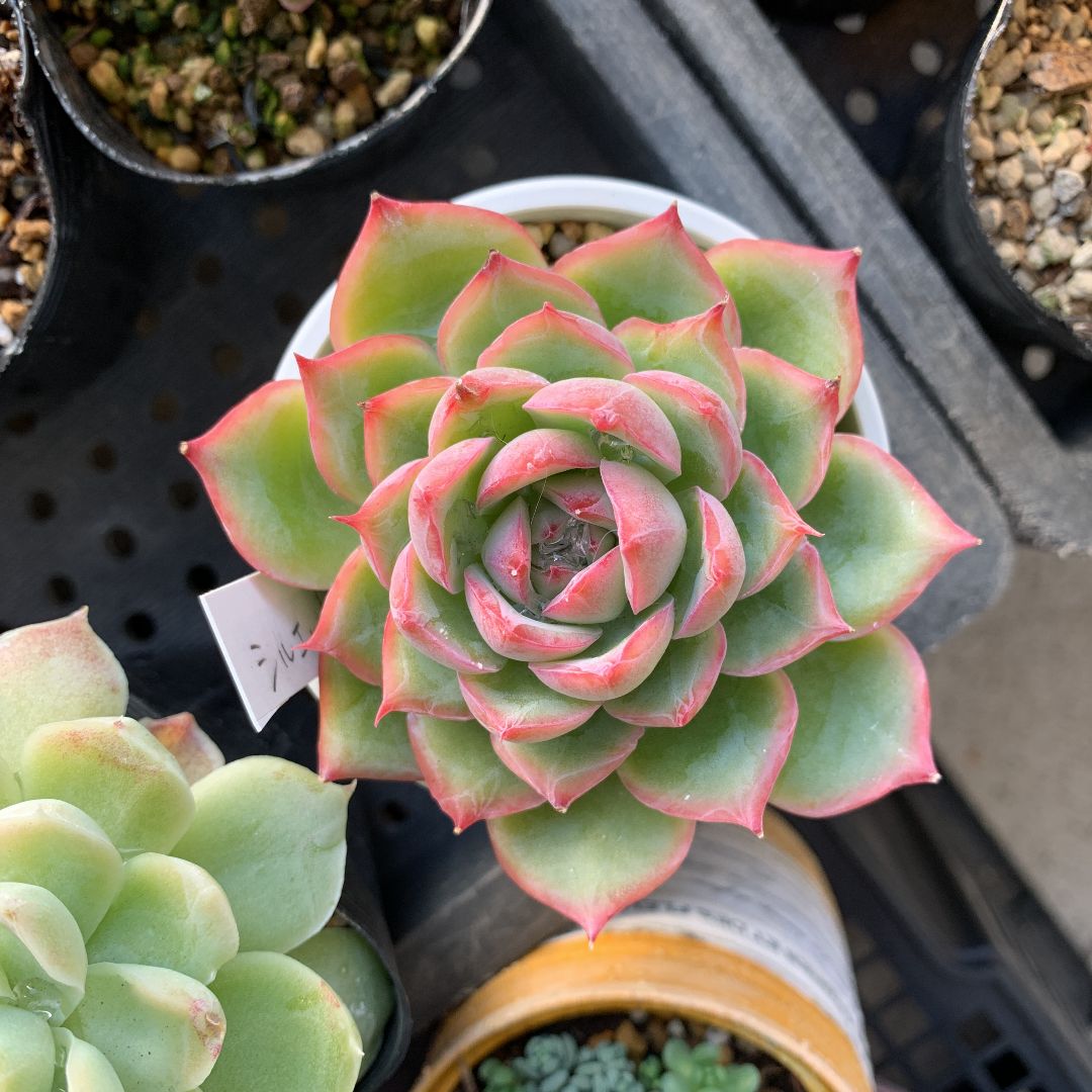 多肉植物 シルエット 抜き苗 - エケベリア・セダム