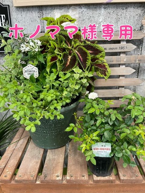 ホノママさま専用ページ寄せ植えとグリーンアイス - メルカリ