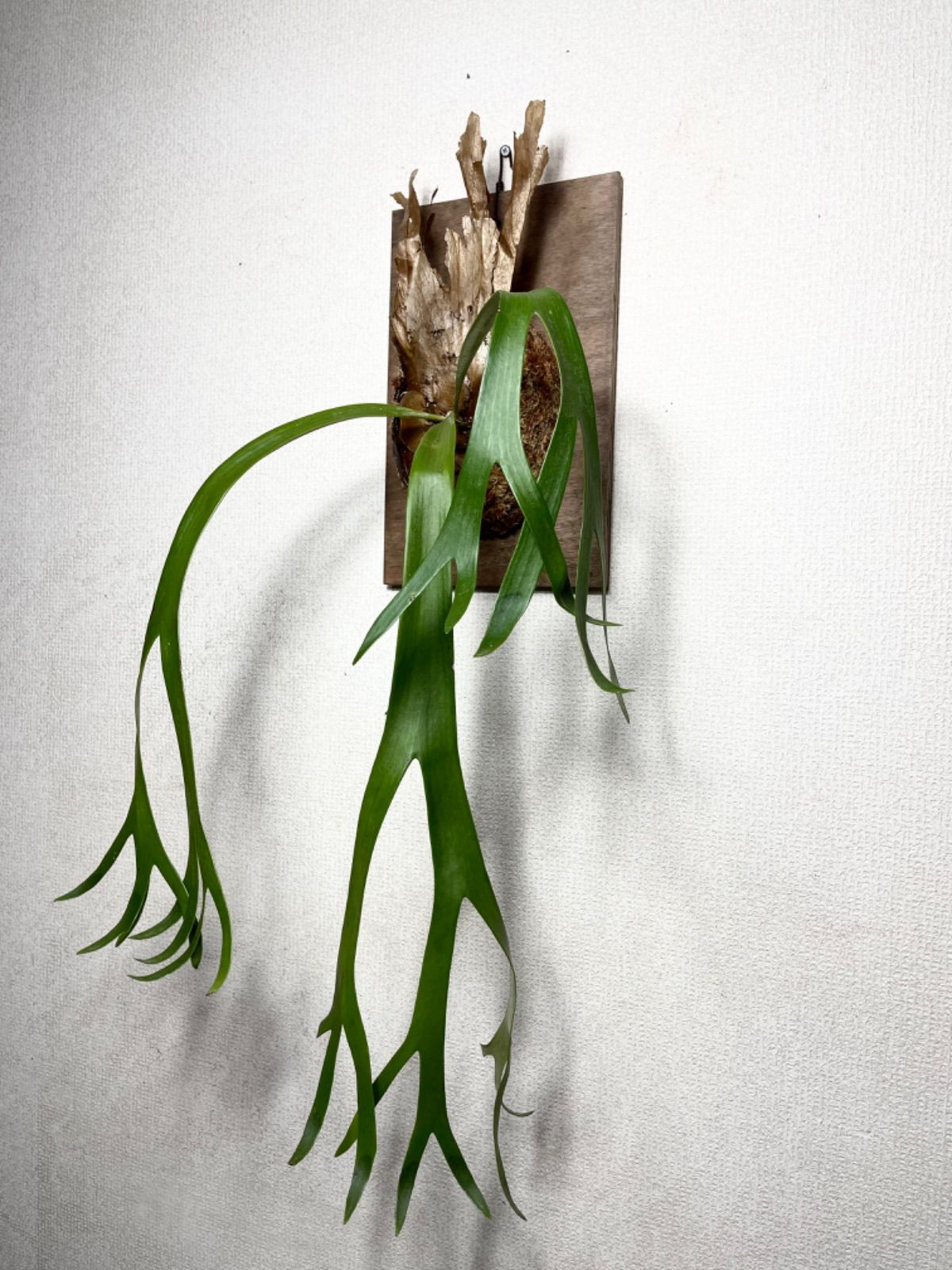 ビカクシダ P. willinckii wild P.veitchii wild×willinckiiの貯水葉に見惚れる