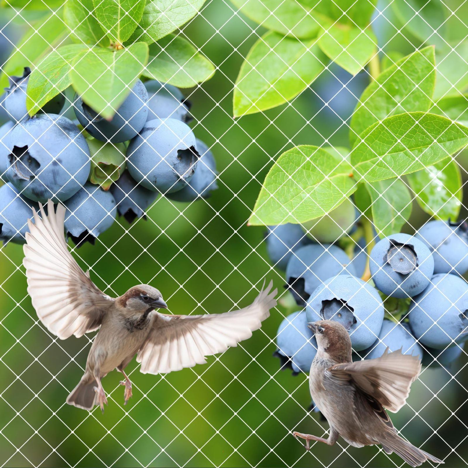 25mm目合 ナイロン 鳥よけネット 網 鳩 ベランダ カラス 鳥害