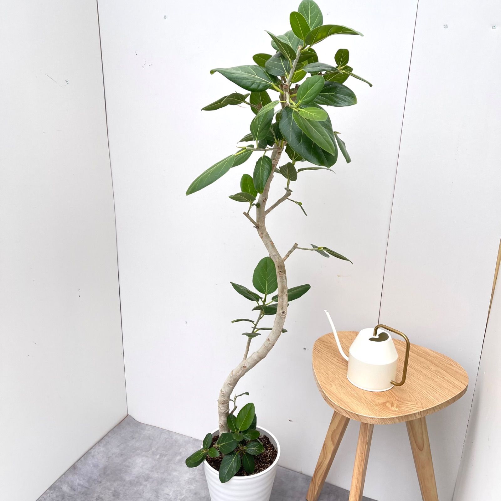 観葉植物 大型