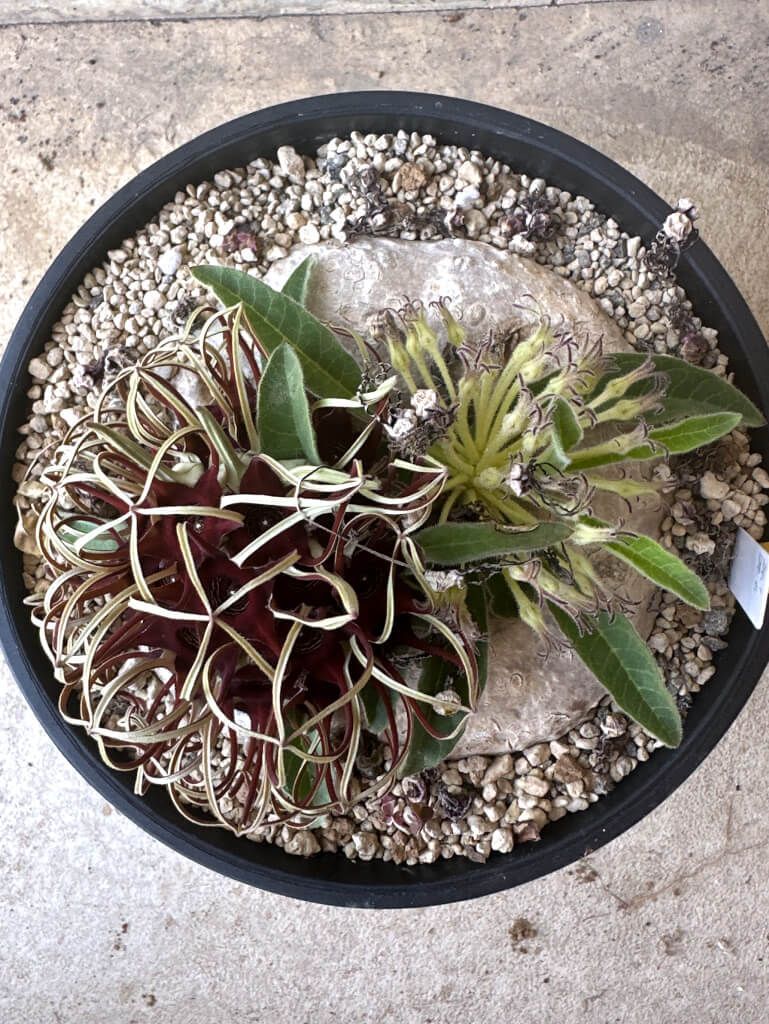 ブラキステルマ バーベラエ 竜卵窟 Brachystelma barberae