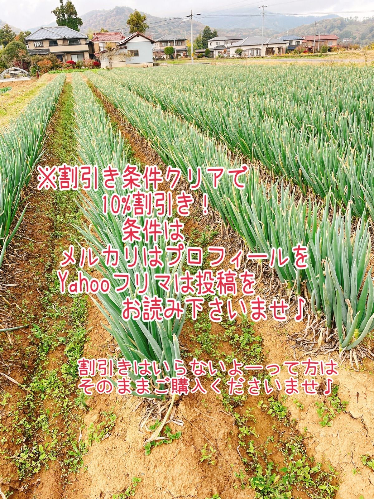 太っちゃん屋の極うま長ねぎ 皮むき15kg