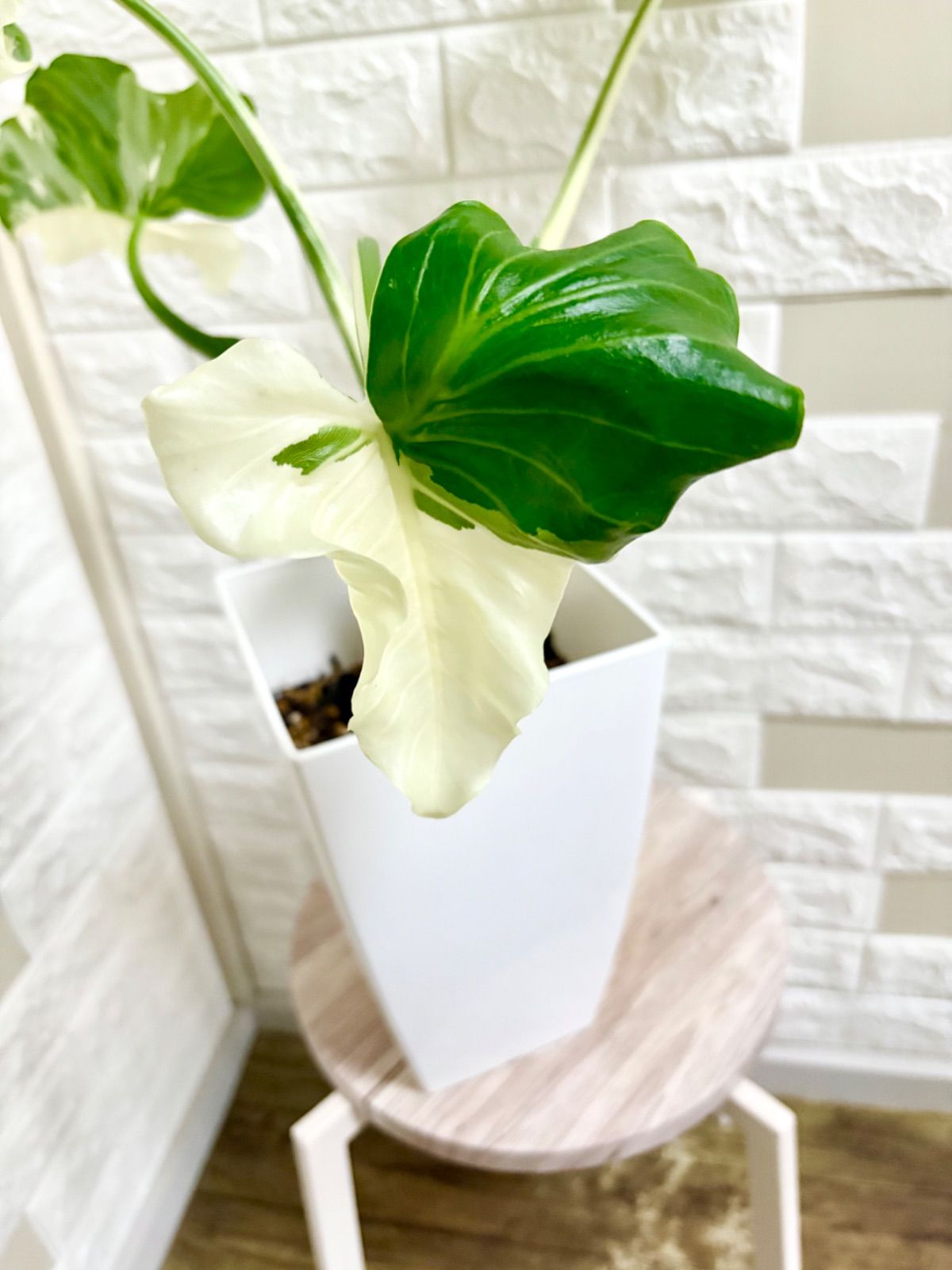 クワズイモ斑入り　アロカシアククラータ斑入り　イモ3点セット❗ クワズイモ⭐️斑入り クワズイモ斑入り アロカシアククラータ斑入り