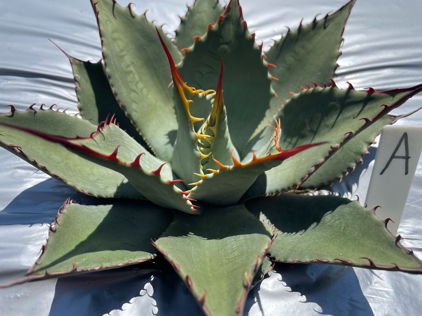 アガベ　パリー　吉祥天　ホーチエンシス　大株 アガベ パリー 吉祥天 ホーチエンシス アガベ・パリー 'ホーチエンシス