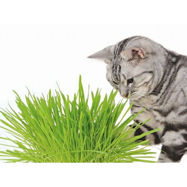 ペティオ 猫の元気草