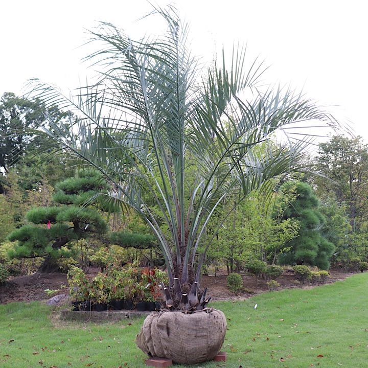 ココスヤシ2本•植え付け費用•高速代金込】【極太幹】ココスヤシ - メルカリ