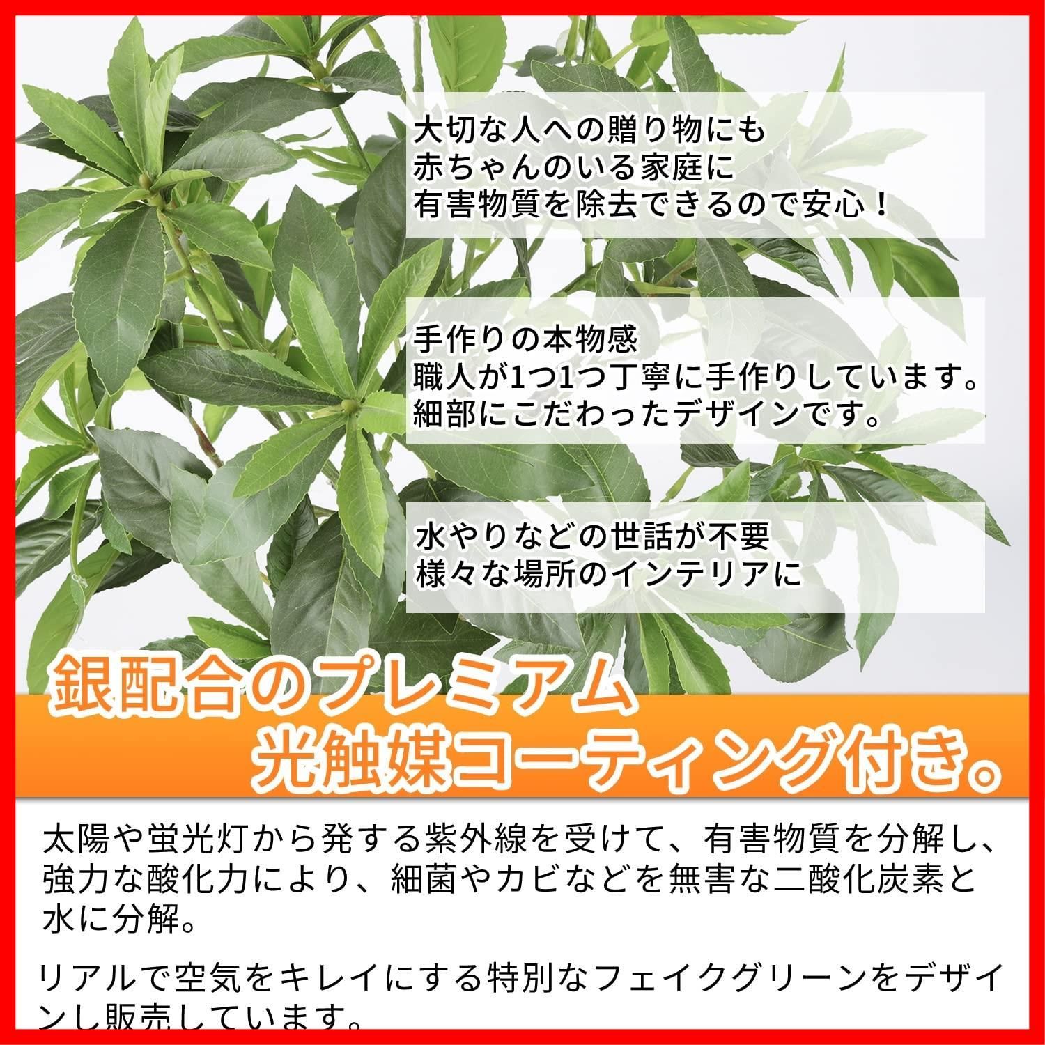 観葉植物