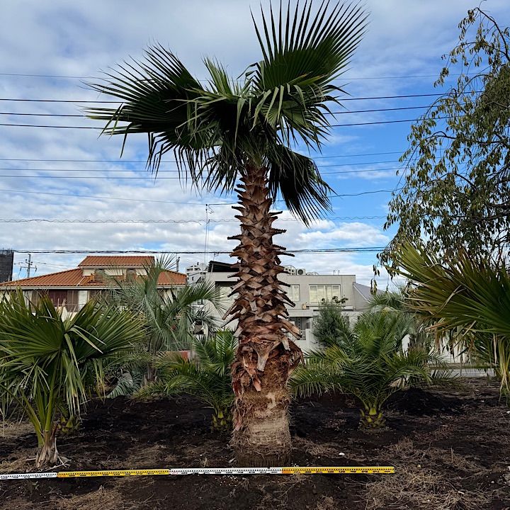 幹太】4.3m ワシントンヤシ - メルカリ