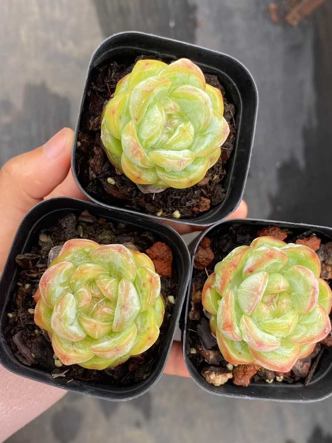 24株の抜き苗セット イエロースター 多肉植物 佐川急便発送 エケベリア 韓国苗 MY349 YUZUMIYA_COM