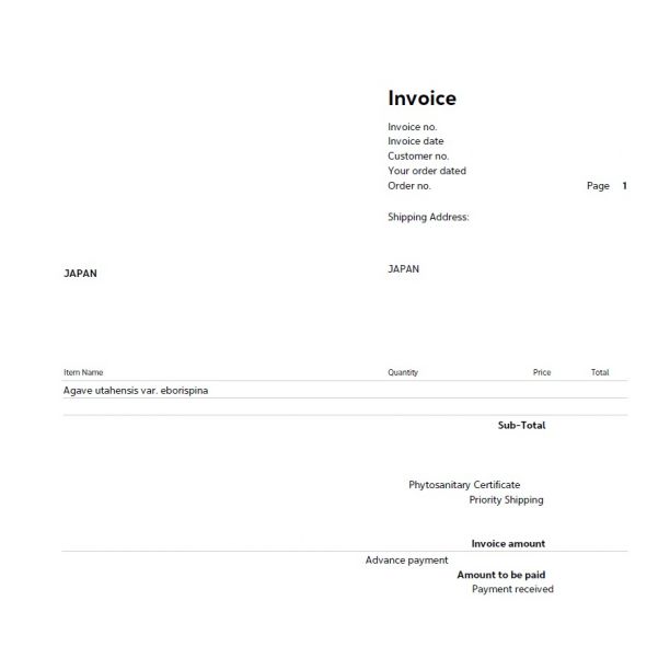 3月入荷 500粒 アガベ ユタエンシス エボリスピナ 種子 種 証明書あり