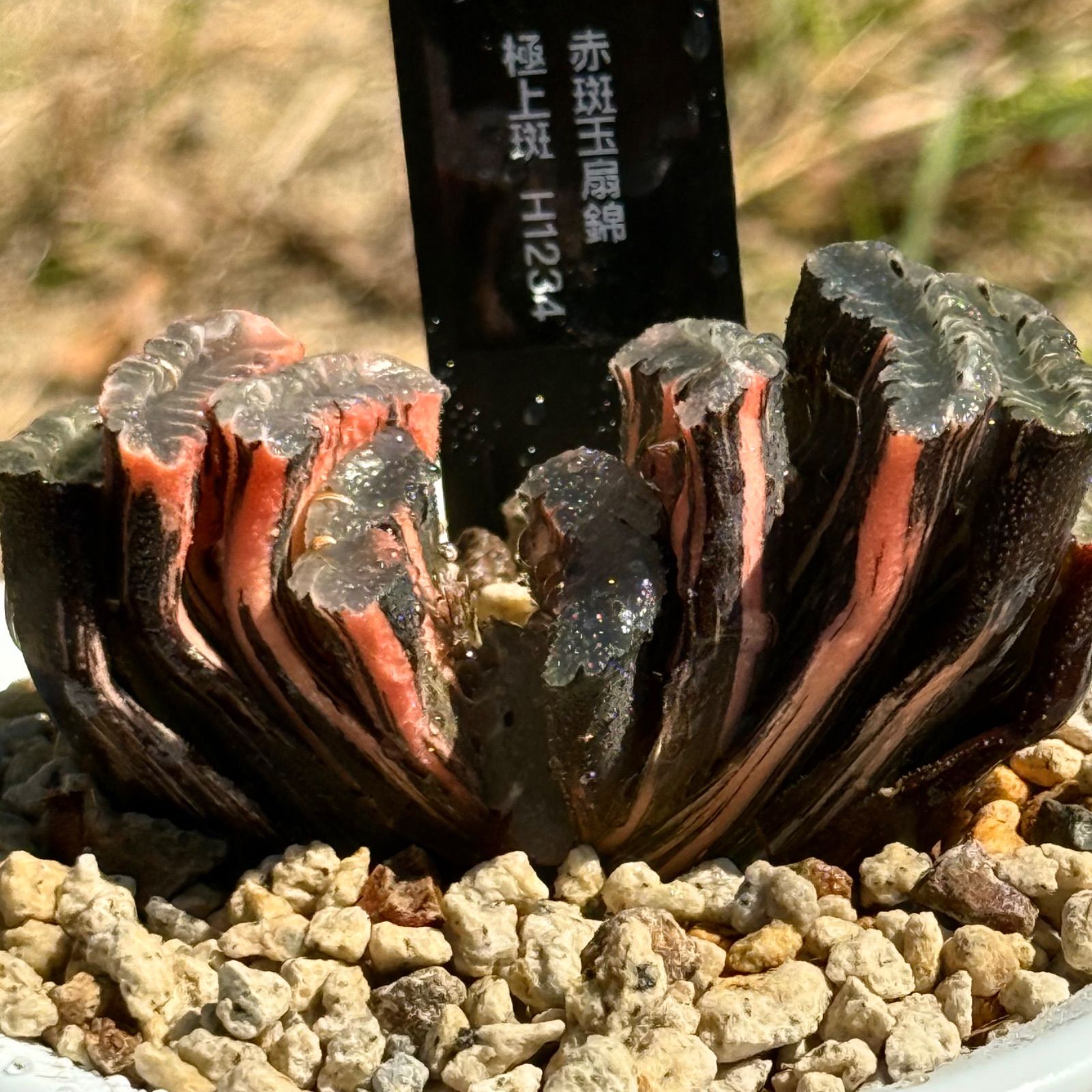 安い 赤斑玉扇錦 極上斑 親株 H1234 Amazon.co.jp: 多肉植物