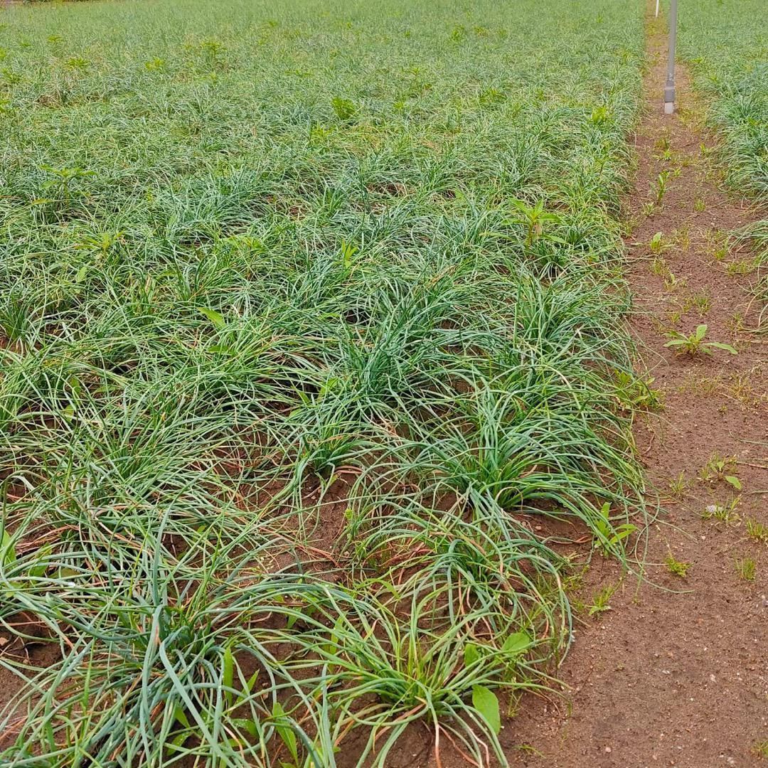 鳥取県産 洗いらっきょう