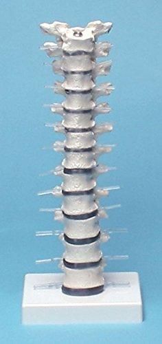 【新品・2営業日で発送】アズワン 胸椎モデル 385×150×1308-8421-01 10,872円