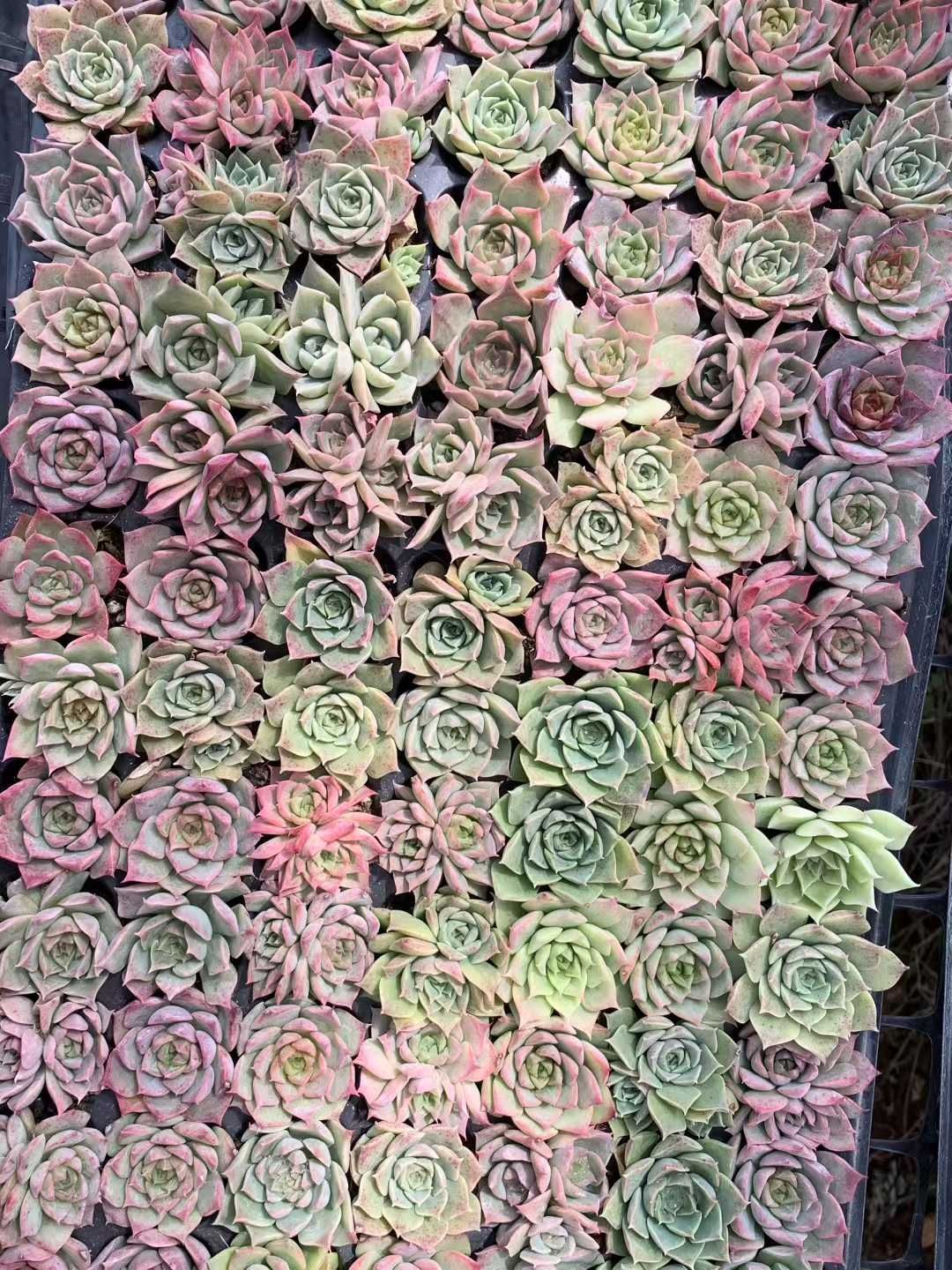 ま*す様 D780 花火 105苗 土付き 多肉植物 エケベリア 韓国苗 ま*す様 D780 花火 105苗 土付き 多肉植物 エケベリア 韓国苗