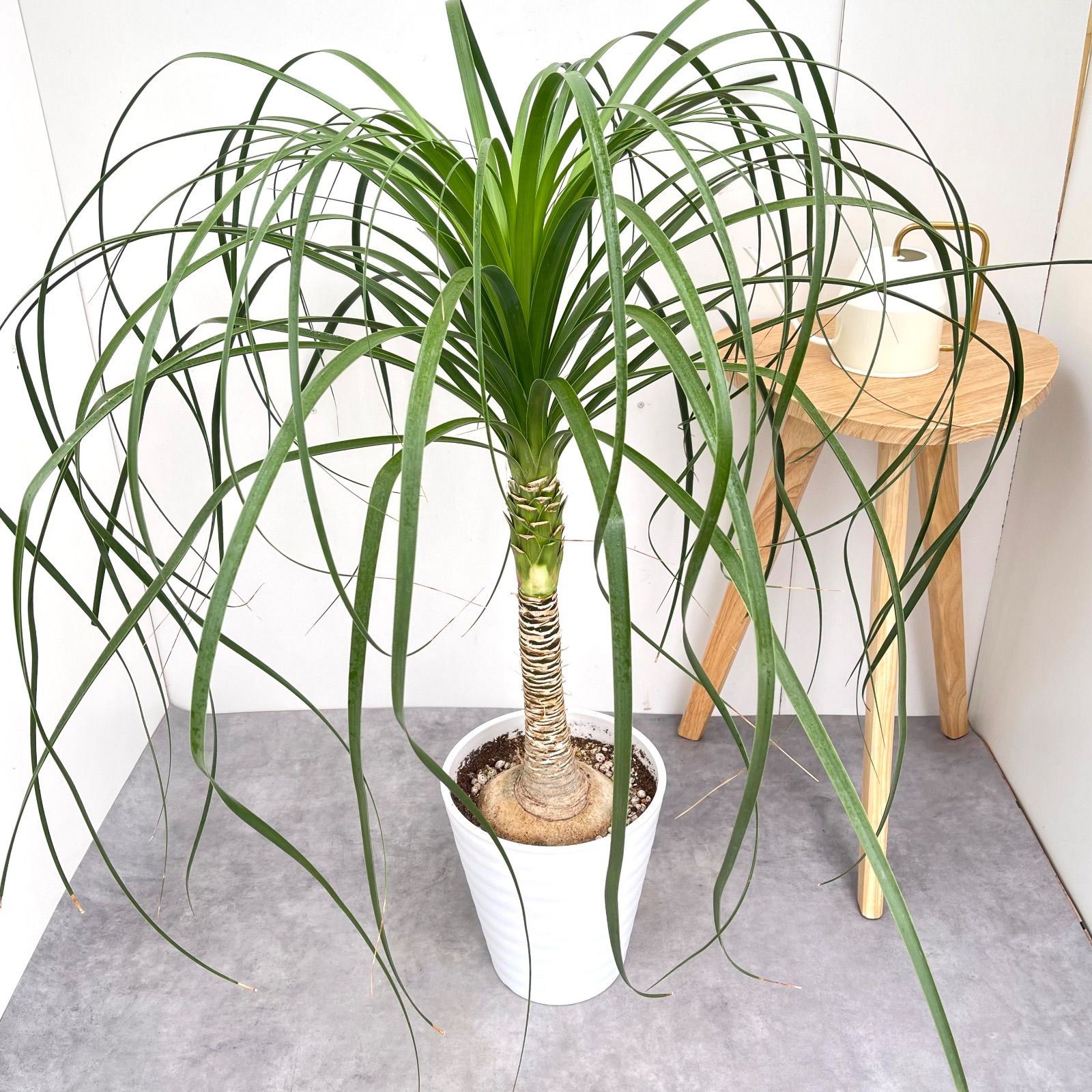 トックリラン ポニーテール ノリナ【現品】観葉植物 大型 室内 - メルカリ