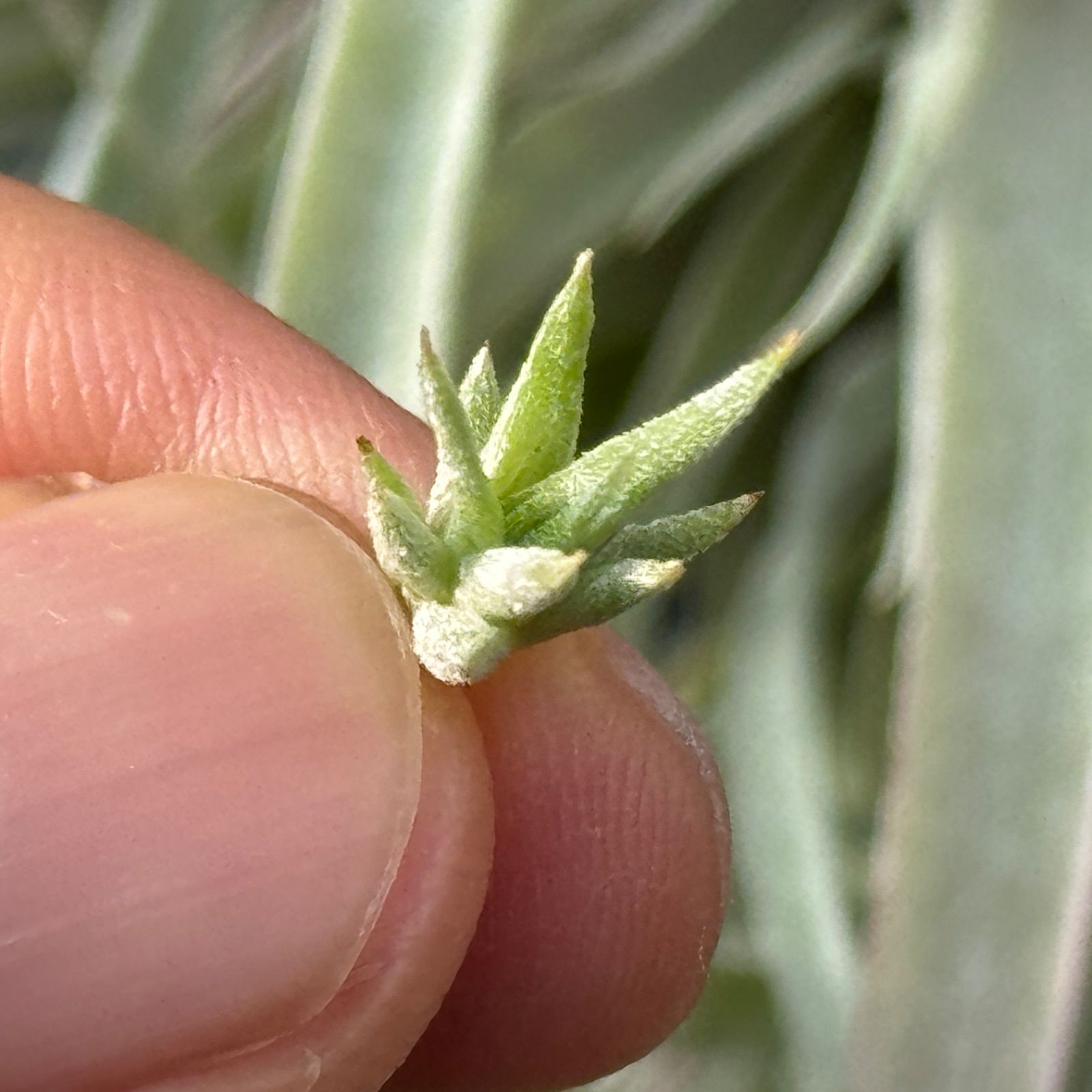 ミニ株＊ チランジア イオナンタ ヘッジホッグ T.I. Tillandsia 