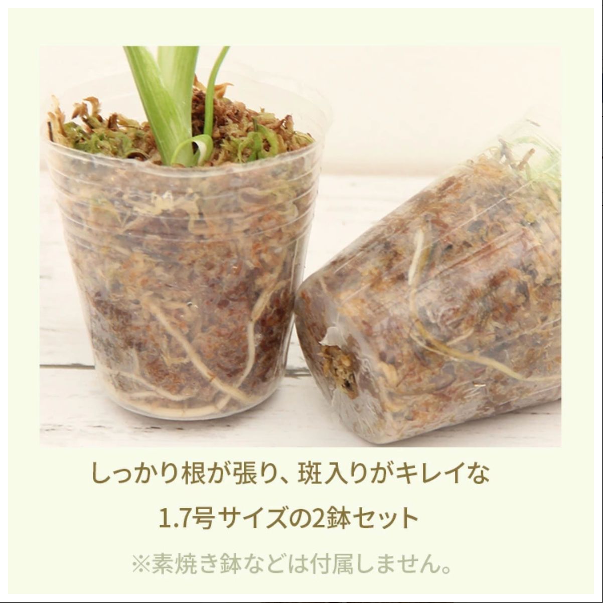 0701-0001 斑入りモンステラ （A）15cmポット 観葉植物 現品 モンステラ　斑入り　ホワイトタイガー　H90cm W60cm 口径20cm | Garden Varejo powered by BASE