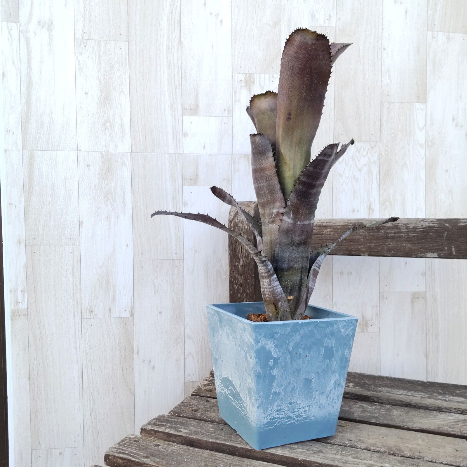 ビルベルギア ゲルダ Billbergia Gerda⭐️鉢ごと！ - メルカリ